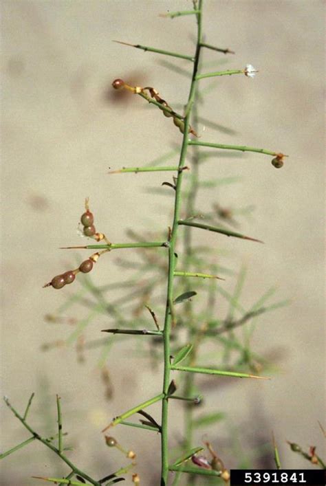 Camelthorn Alhagi Maurorum Medik
