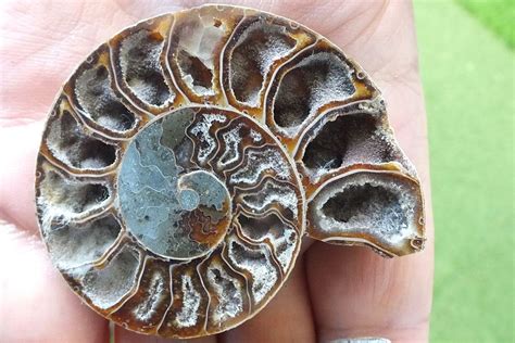 Ammonite Mollusque C Phalopode Fossile Grammes Ch Kaufen Auf