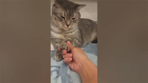 У Кота минута нежности😉 Лапки коту не трогать😍 смешные коты и кошки😘 ...