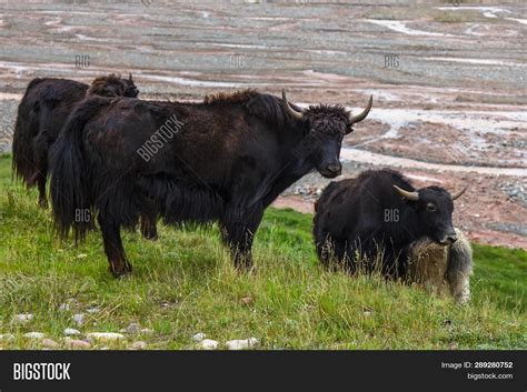 Yak Central Asia. Image & Photo (Free Trial) | Bigstock