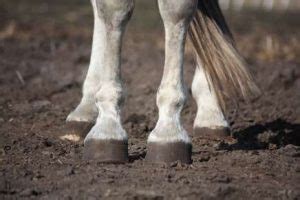 Preventing Thrush In Horses - Virginia Equine Imaging - In the Plains ...