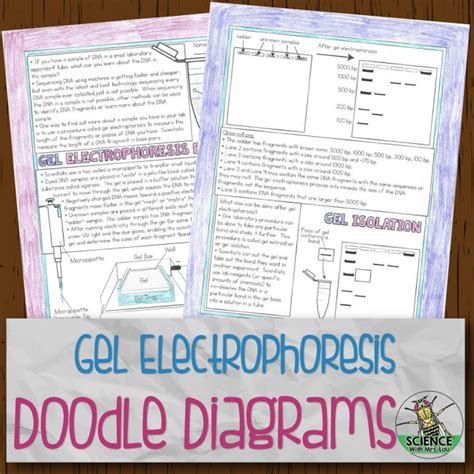 Restriction Enzymes And Gel Electrophoresis Worksheets Library