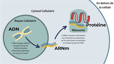 Utilisation de la technologie à ARNm pour armer le système immunitaire