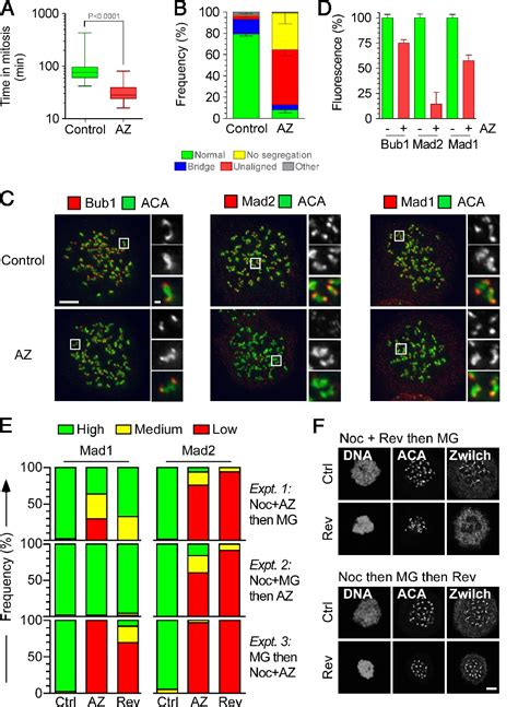 Figure 2 from Sustained Mps1 activity is required in mitosis to recruit ... 