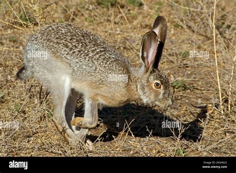 Black Tailed Jack Rabbit Lepus Californicus Adult Running Arizona