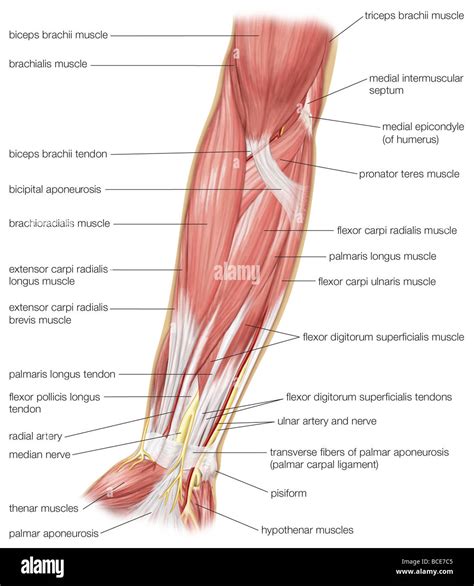 La Vista Anterior De Los M Sculos Del Antebrazo Humano Fotograf A De