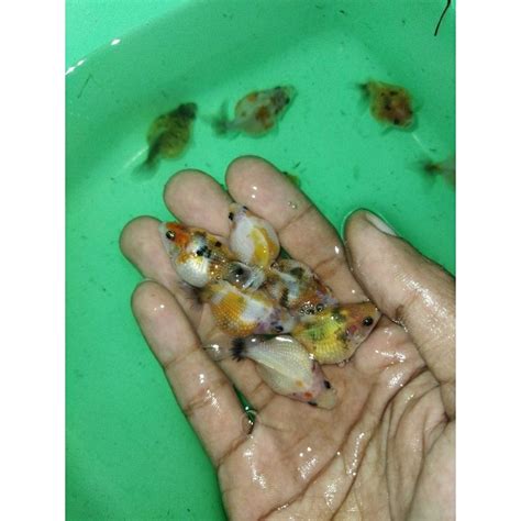 Jual Ikan Koki Mutiara Tikus Shopee Indonesia