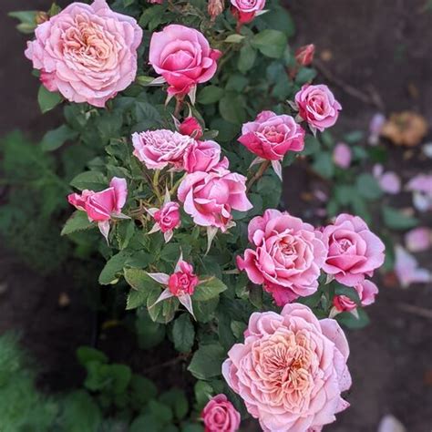 Роза Мияби: особенности и характеристика сорта, правила посадки ...