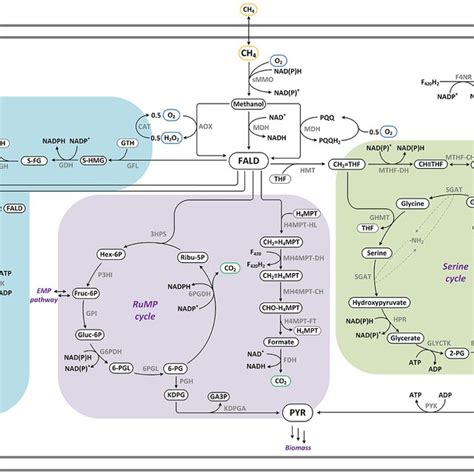 Pathway For Anaerobic Methane Oxidation Via Reverse Methanogenesis Download Scientific