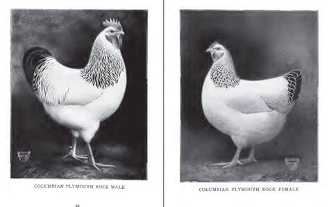 Apa History Archives The American Poultry Association Apa