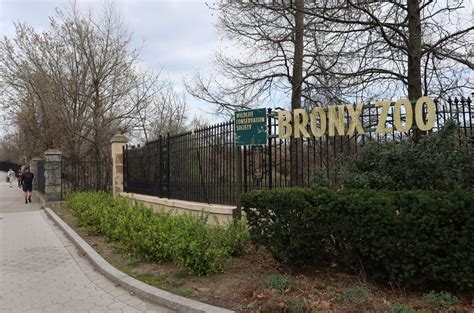 Did You Know The Bronx Zoo Once Had A Human In Captivity Bronx Times