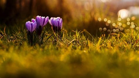 Sunlight Flowers Nature Grass Field Photography Green Yellow