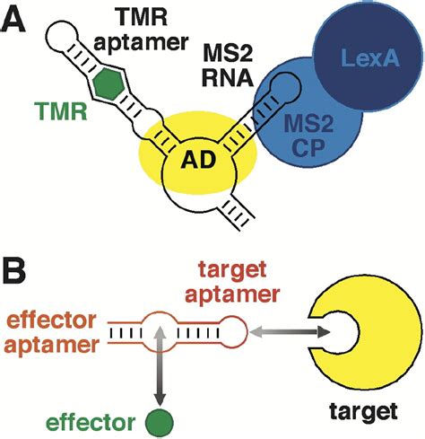 Aptamers Meet Allostery Chemistry Biology