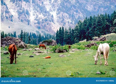 Lidder Valley 4 Stock Photo Image Of Kashmir Himalaya 67669214