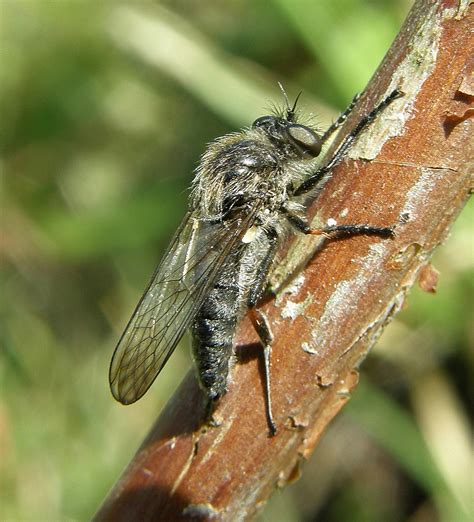 Leptarthrus Brevirostris Male Lullington Heath Sussex Flickr