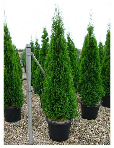 Thuja Occidentalis Smaragd Thuya Du Canada Meraude