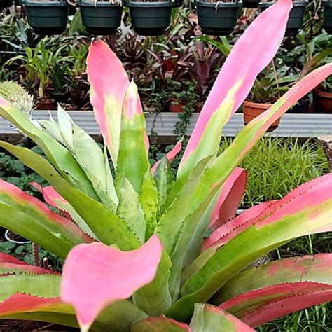 Aechmea Pectinata Bromelio Pflanzenraritäten