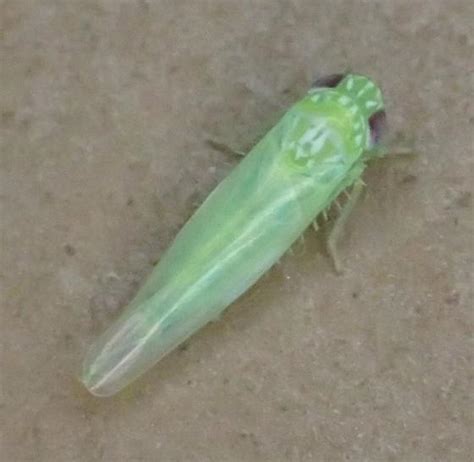 Potato Leafhopper Empoasca Fabae Bugguide Net