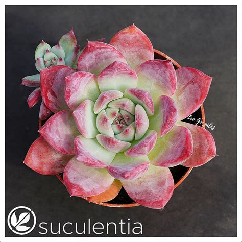 Echeveria Colorata Autentica Suculentia Venta Online De Suculentas