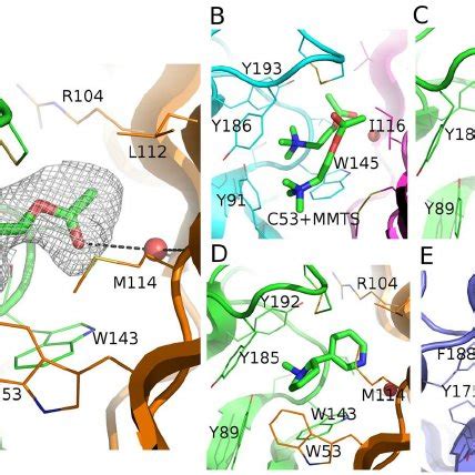 Structure Of ACh Bound To Ls AChBP A The Structure Of