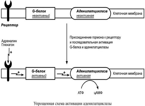 Презентация на тему: 6. Белок-белковое взаимодействие.