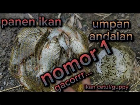 Kondisi Air Yang Gacor Gacornya Pakai Umpan Cetul Youtube