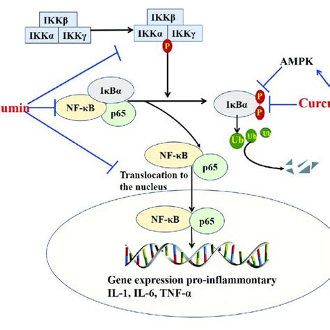 Curcumin Inhibits The Production Of Pro Inflammatory Cytokine By