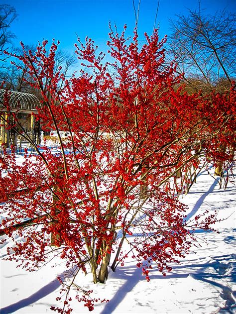 Winterberry Holly Shrubs For Sale | The Tree Center