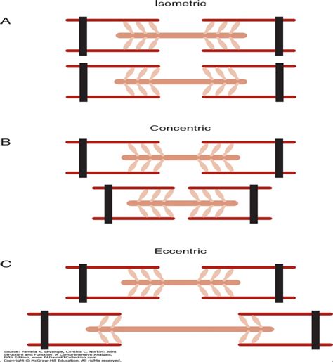 Physiology Of Distinct Modes Of Muscular Contraction Open Access Pub