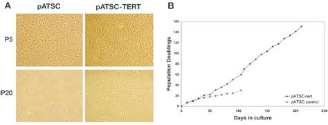 Ectopic Expression Of Htert Induces Immortalization Of Atscs A