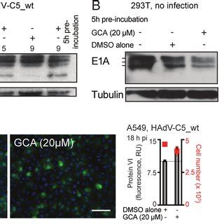 Model For The UPR Induced HAdV Infection Boost By GCA ER Stress