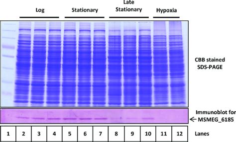 Immunoblot Analysis Showing Native Levels Of MSMEG 6185 In M Smegmatis