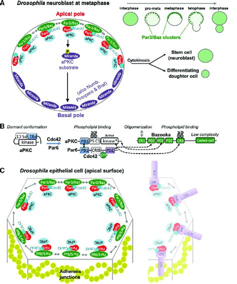 Role Of Par Baz In Cell Polarity In Neuroblasts And Epithelia A