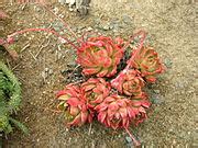 Echeveria agavoides — Вікіпедія