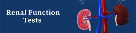 Renal Function Ulta Lab Tests