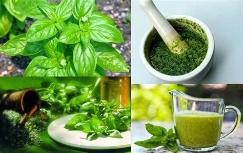 PROPIEDADES MEDICINALES DE LA ALBAHACA FRUTAS VERDURAS BENEFICIOS