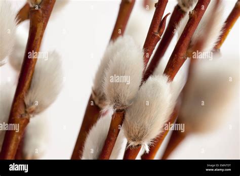 Closeup Of Pussy Willow Stock Photo Alamy