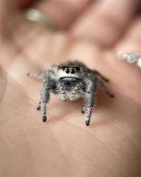 Breeding Cute Jumping Spiders In Findhorn