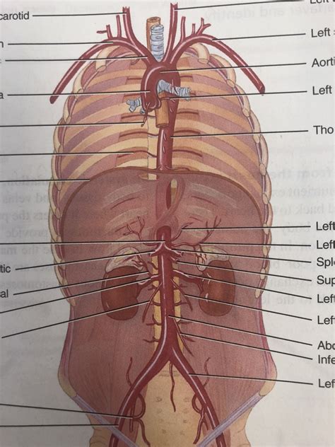 30 1 Major Arteries Of The Ascending Aorta And Aortic Arch Diagram