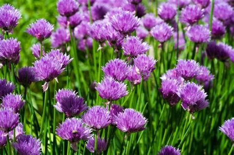 12 Genius Uses For Chives And Chive Blossoms