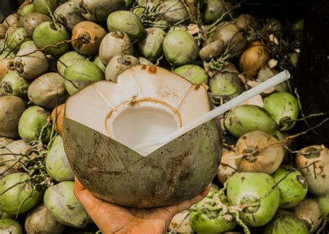 Penting Yuk Intip Manfaat Air Kelapa Bagi Kesehatan Tubuh