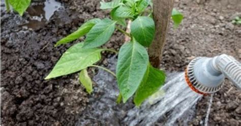 Watering your plants | Trees for Cities