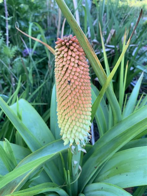 Kniphofia Northiae Baker Agm Andy Gladman