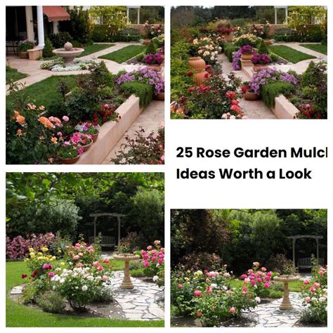 25 Rose Garden Mulch Ideas Worth A Look Sharonsable