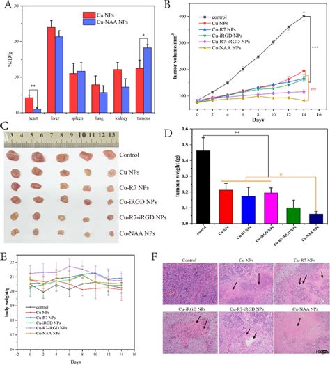 Biodistribution And Anticancer Effect In Vivo A Cu Distribution In