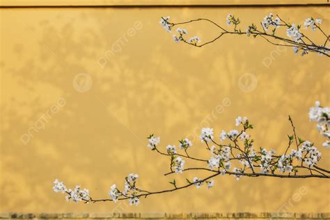 Cherry Blossoms Against The Yellow Wall Background Cherry Blossoms