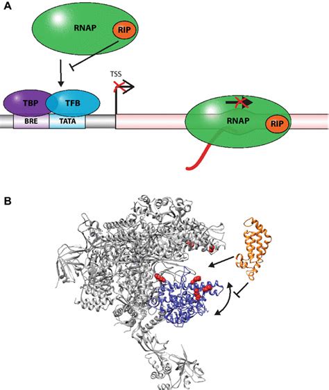 Global Regulators Of Transcription Interact With Directly With RNAP A