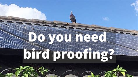 Bird Proofing Solar Panel Protection I Tech Electrical Youtube