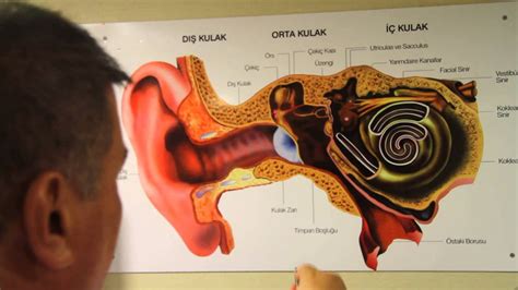 Kulakta S V Birikmesi Ve Kulak T P Youtube