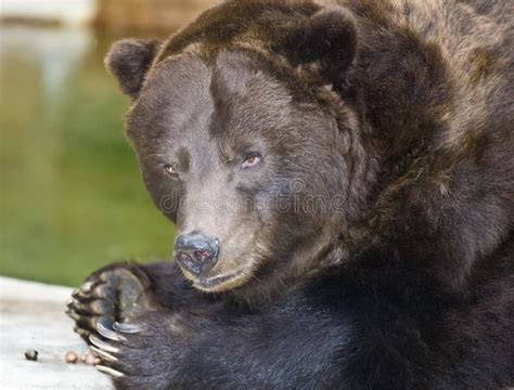 Brown grizzly bear stock image. Image of green, horizontal - 17465237